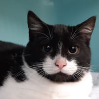 Steeple, chatte à adopter