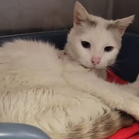 Aristide, chat à adopter