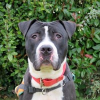 JOKE, chien à adopter