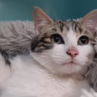 Sprint, chat à adopter
