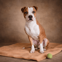 V'BANDY, chien à adopter