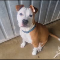 Tina, chienne à adopter