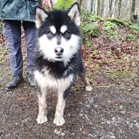 macao, chien à adopter