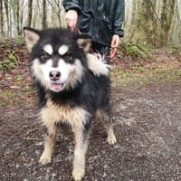 moana, chienne à adopter