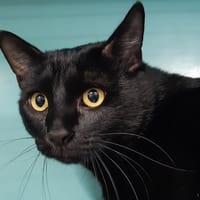 Archi, chat à adopter