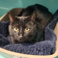 CHOCAPIC, chat à adopter