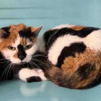 Kiara CAB5104, chatte à adopter