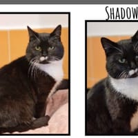 SHADOW (RESERVE), chat à adopter