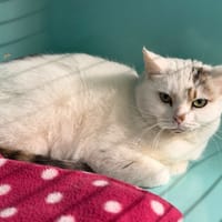 Herminia Cab5150, chatte à adopter