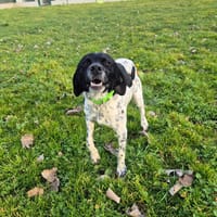 ATIS, chien à adopter