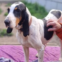 MAMA, chienne à adopter