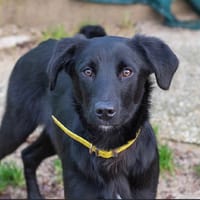 ATAO (collier jaune), chien à adopter
