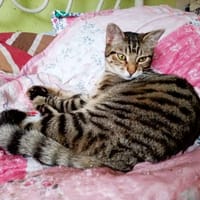 JULES PAB28398, chat à adopter