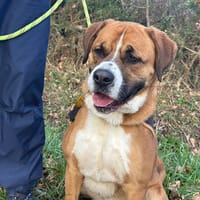 chooper, chien à adopter