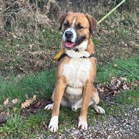 chooper, chien à adopter