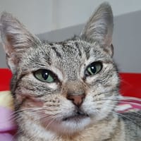 Credensce, chatte à adopter