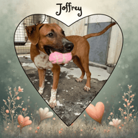 JOFFREY dit JACK, chien à adopter