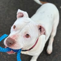 OHANA, chienne à adopter