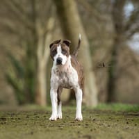 Roller, chien à adopter