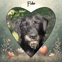FIDO, chien à adopter