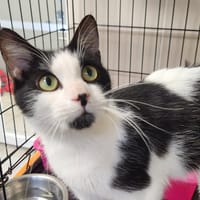 BAMBOU QCT, chat à adopter