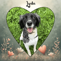 LYNKA, chien à adopter