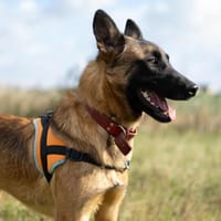 SKAR, chien à adopter