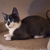 Kokkie, katers ter adoptie