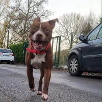 TATUM, le miraculé, chien à adopter