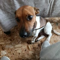 AYA, la douce créole, chienne à adopter