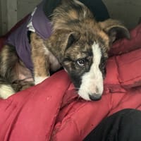 ALBA, chienne à adopter