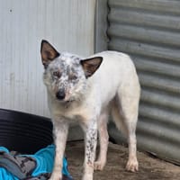 PALOMO (Los Reyes), chien à adopter