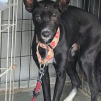 NOIR (Los Reyes), chien à adopter