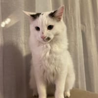 FLOCON, chat à adopter