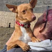 LÉO (Los Reyes), chien à adopter