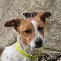 WILLIAM (Los Reyes), chien à adopter