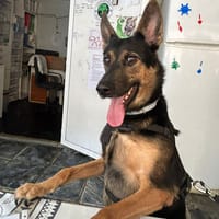 KIKE (Los Reyes), chien à adopter