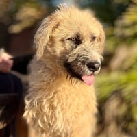 FROSTY (Maria), chien à adopter