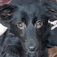 Junie, female dog to adopt