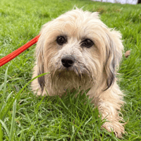 Alison, female dog to adopt