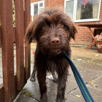 Hazel, female dog to adopt