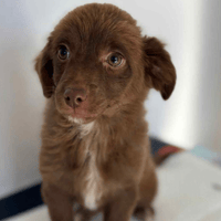 Autumn, female dog to adopt