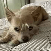 Momo and Taro, dog to adopt