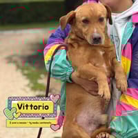 Vittorio, cane da adottare