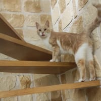 MOKA, chatte à adopter