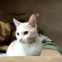 BIANCA, chatte à adopter