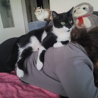 BADCAT, chat à adopter