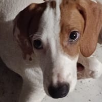 ASLAN chiot mâle, chien à adopter