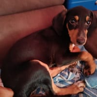 ALMA chiot femelle, chienne à adopter