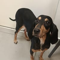 NALA CHIENNE croisé  bruno de jura, chienne à adopter